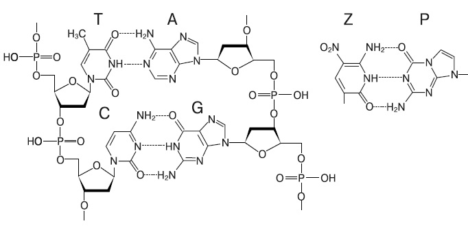 Слева — фрагмент ДНК, в котором нуклеотиды содержат 
стандартные азотистые основания А, Т, G, С, справа — пара альтернативных
нуклеиновых оснований Z и P, способных выполнять ту же роль в ДНК