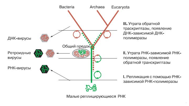 Эволюция генетических систем и появление вирусов