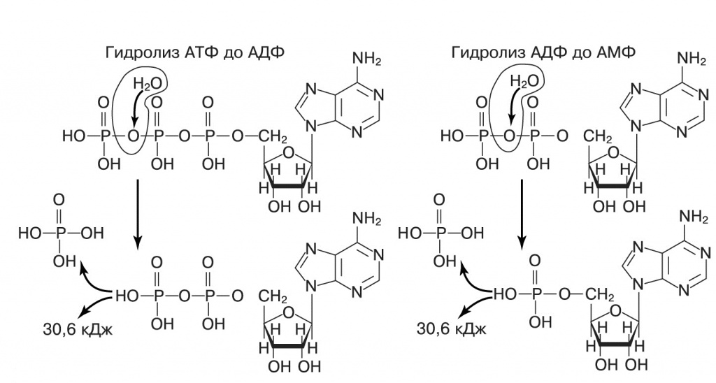 АТФ — аденозинтрифосфат, соединение азотистого 
основания аденина, сахара рибозы и трех фосфатных групп.
