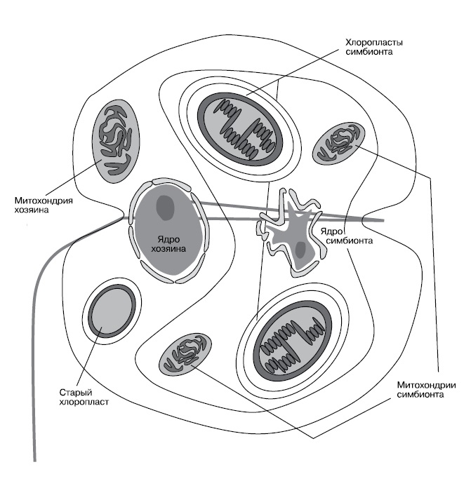 Схема строения клетки Kryptoperidinium