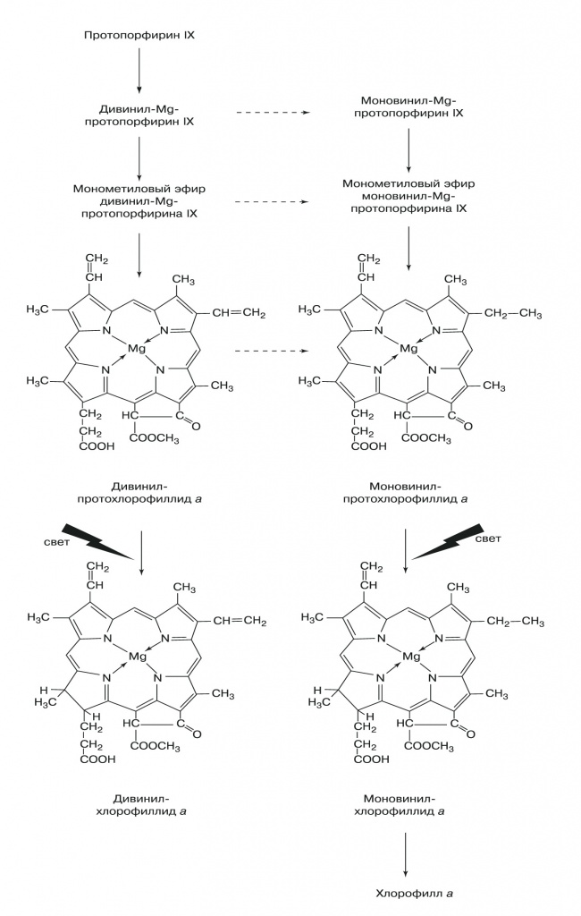 Синтез хлорофилла а из протопорфиринов