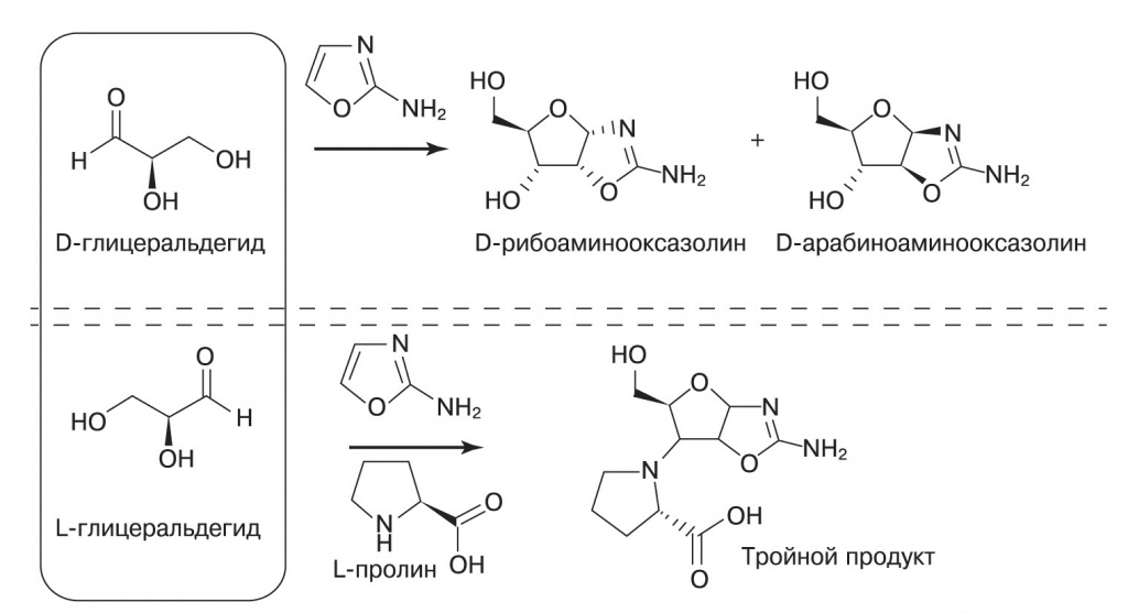 Участие
аминокислот в синтезе рибонуклеотидов.