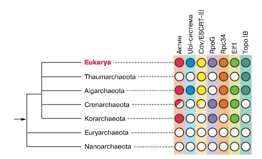 Гомологи различных эукариотических систем рассеяны по разным
группам архей.