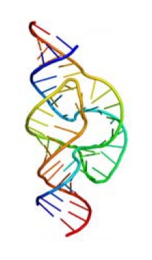 Структура рибозима под названием hammerhead, разрезающего другие РНК в определенном месте