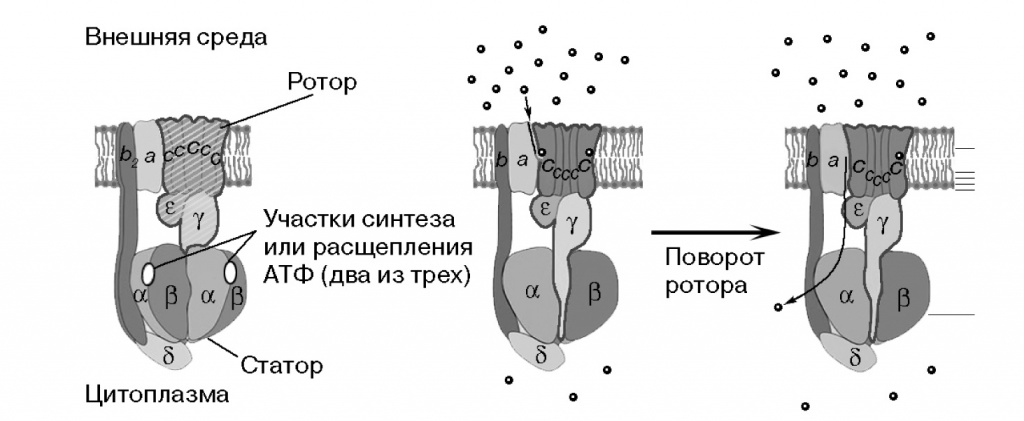 Строение АТФ-синтазы F-типа