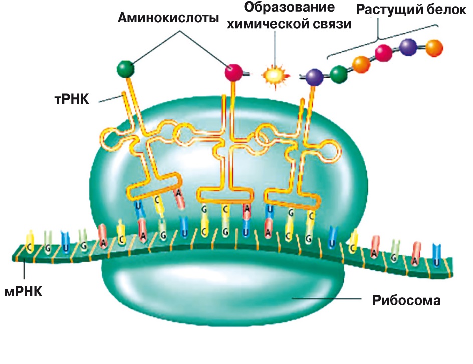 Синтез белка в клетках