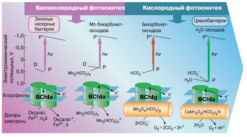 Происхождение кислородного фотосинтеза