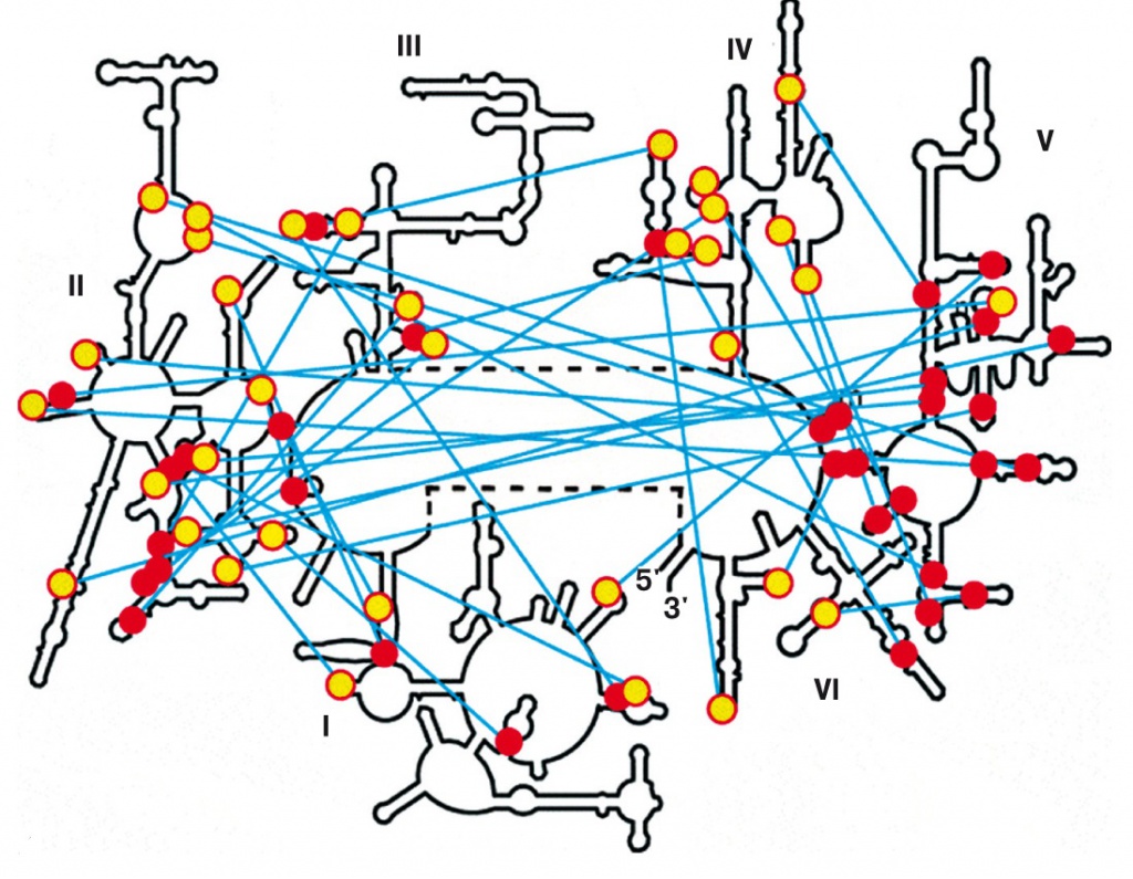 Направленные контакты во вторичной структуре РНК большой субъединицы рибосомы кишечной палочки