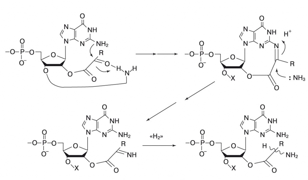 Восстановительное аминирование альфа-кетокислот при 
помощи гуанина.