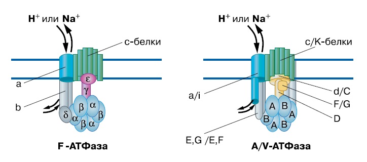 Белковый состав двух типов мембранных АТФ-синтаз