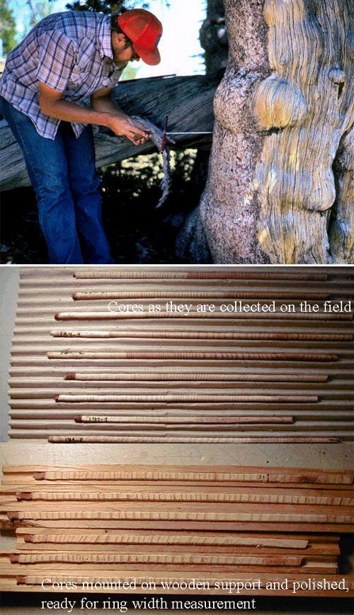 Возраст живого дерева можно определить, не спиливая его, путем высверливания тонких столбиков древесины (фото с сайтов www.geo.arizona.edu и medias.obs-mip.fr)