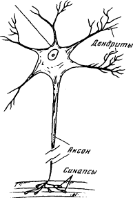 Рис. 1.6. Схема строения нейрона
