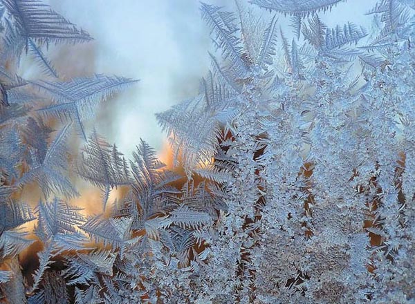 Лес, нарисованный на оконном стекле художником-морозом (дендриты кристаллов льда) («Природа» №5, 2015)