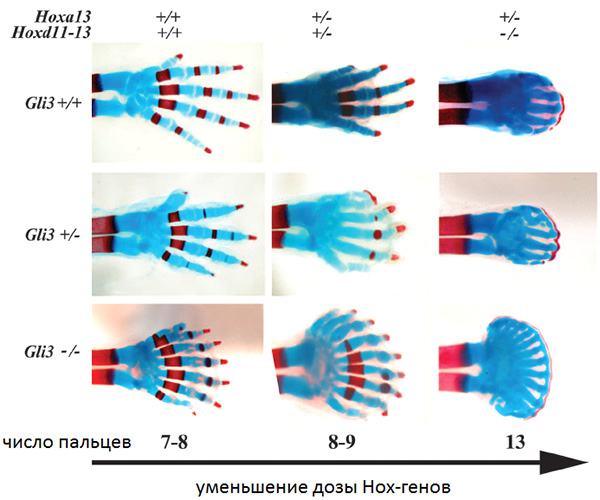 Рис. 1. Пальцы передней конечности новорожденных мышат с разными наборами отключенных генов-регуляторов