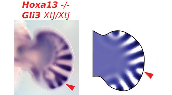 Рис. 4. Ветвление пальцев у мышиного эмбриона с отключенными генами Hoxa13 и Gli3 (слева) и похожее явление, воспроизведенное в реакционно-диффузионной модели (справа)