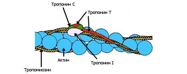 Рис. 2. Актиновые микрофиламенты обмотаны регуляторными белками — тропомиозином и прикрепленным к нему тропонином, состоящим из трех различных субъединиц